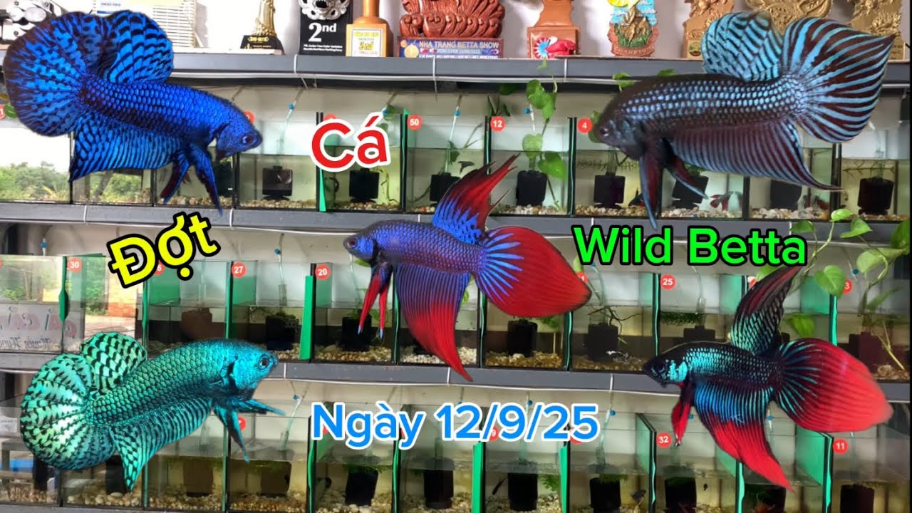 Những mẫu betta hoang dã thái bên mình 12/9/25 #wildbetta 