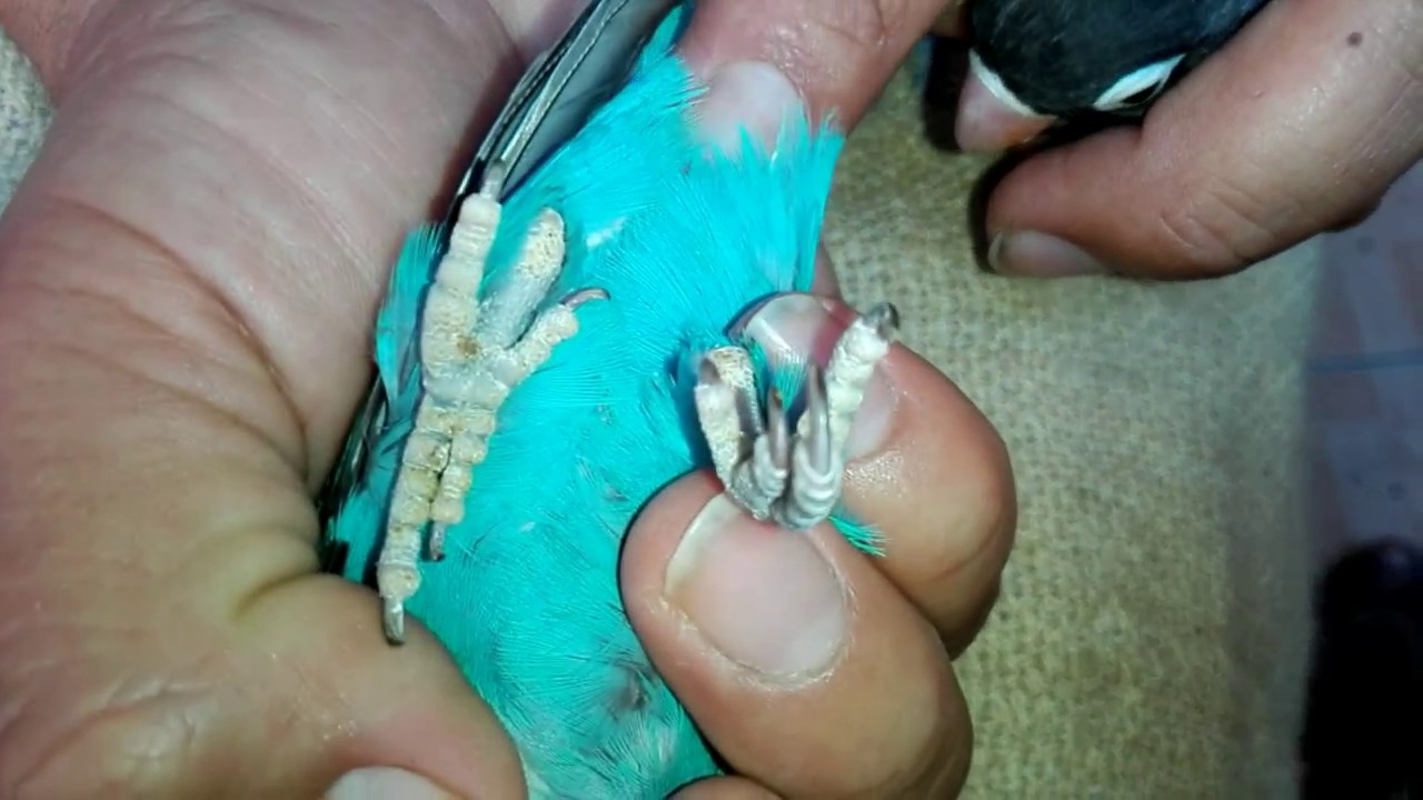 COMO DIFERENCIAR AL MACHO DE LA HEMBRA EN LOS AGAPORNIS (inseparable, lovebirds)