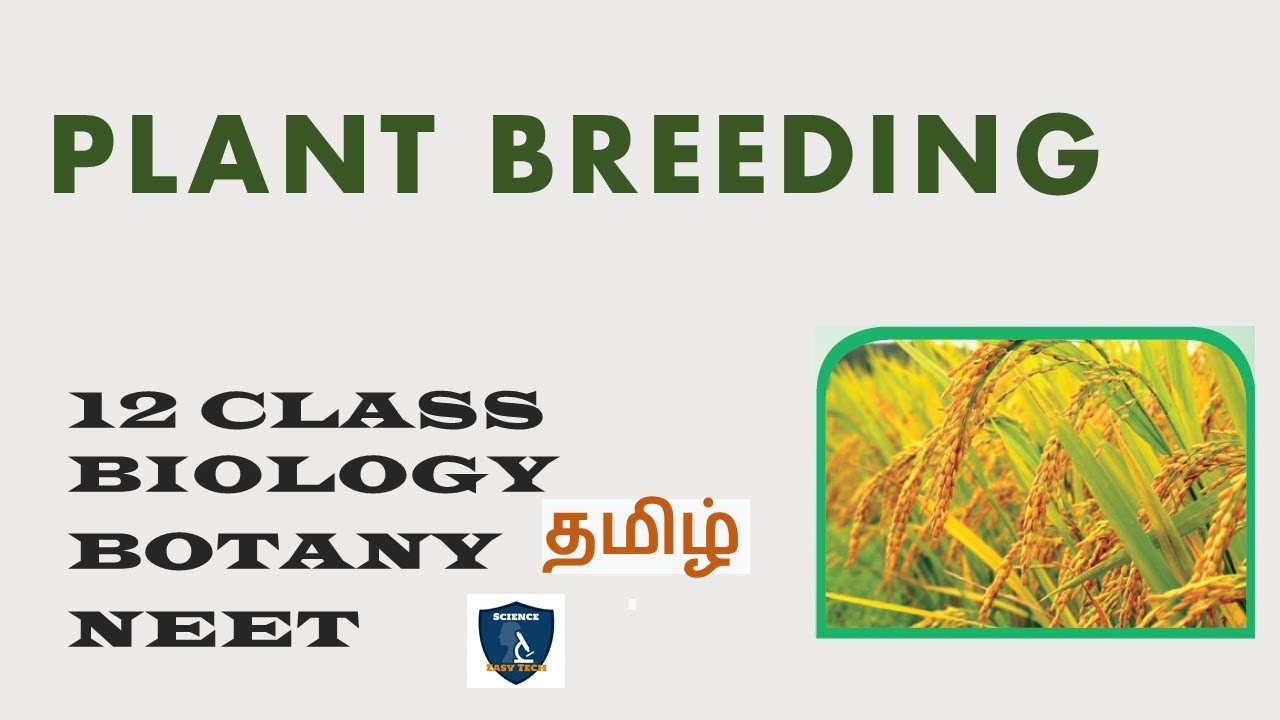 Plant Breeding in Tamil | Plant Breeding I  Botany | Class 12 | TNSCERT | NEET | Science Easy Tech