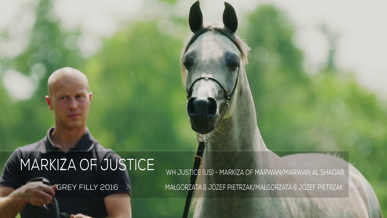 CRACOW ARABIAN HORSE SALE 2018
