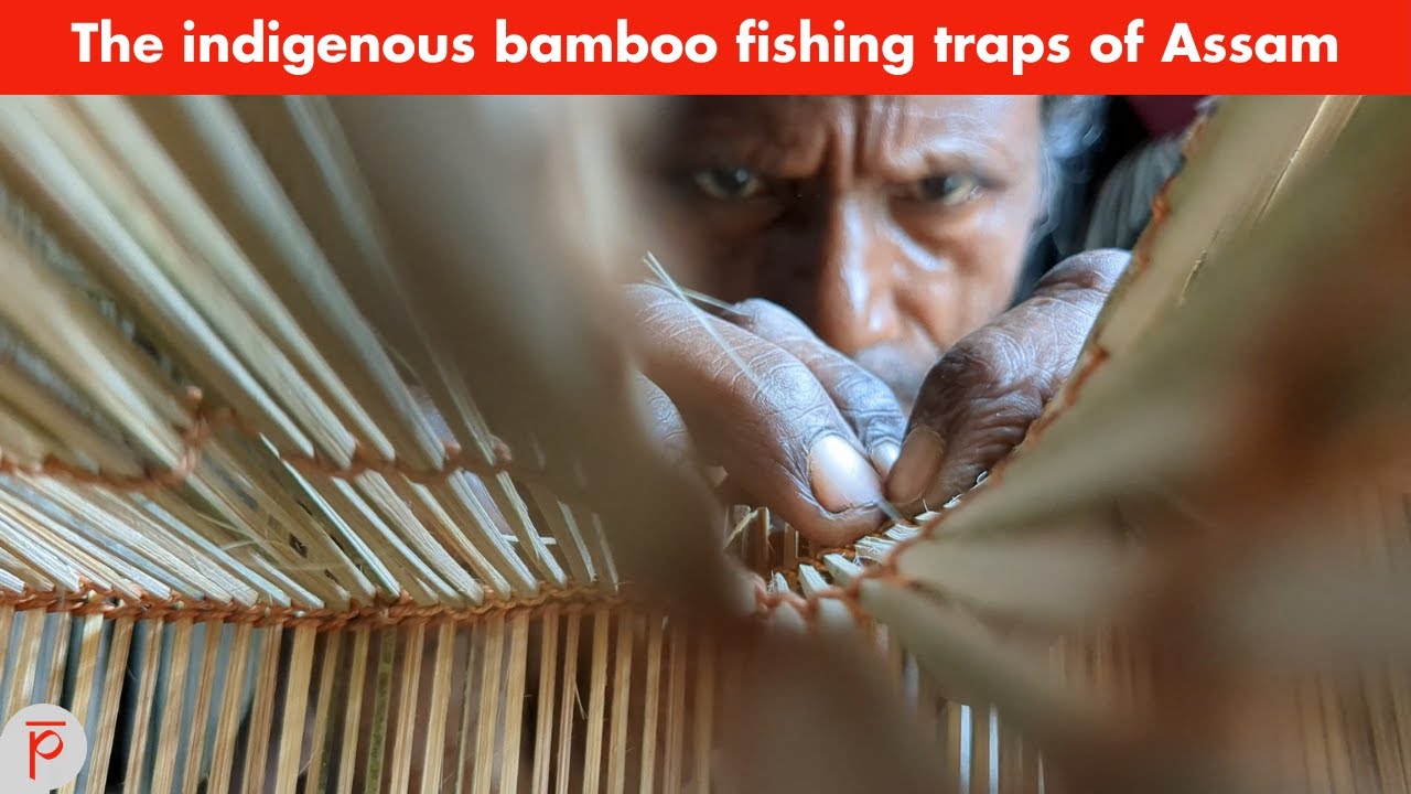 The indigenous bamboo fishing traps of Assam