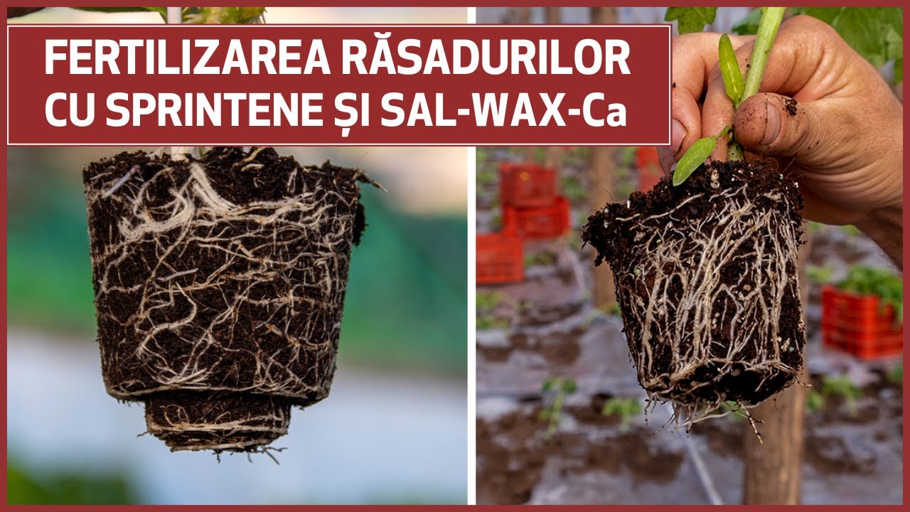 Fertilizarea Răsadurilor de Legume cu Sprintene + Sal-Wax Ca | Ferma Marcoser