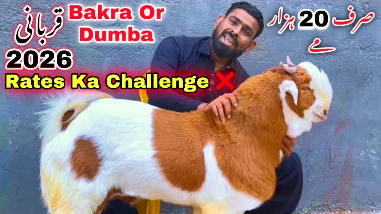 Karachi Ki Sasti Bakra Mandi 🚨 | Bacho wali Bakriyan & Dumbiya | Waheed  Goat Farm | Goat Farming 
