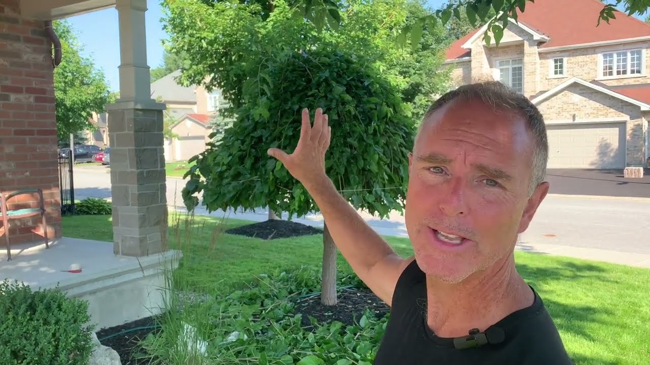 How To Trim A Weeping Mulberry Tree