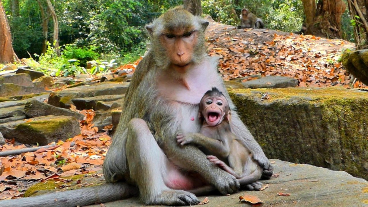 Mom Button leaves her Baby Bessie to stay with Loni, Bessie doesn't her, | MSSRMedia