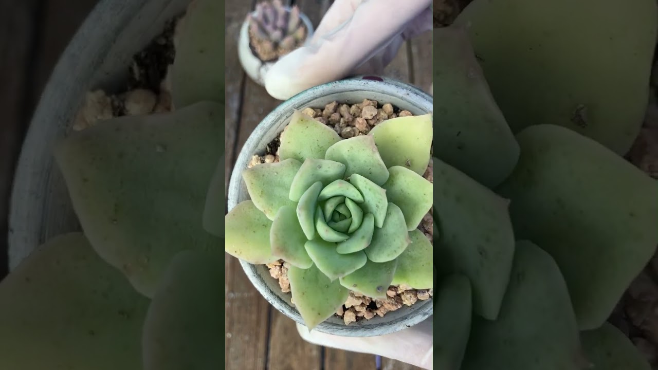 Let’s repot beautiful succulents- Thay chậu sen đá đẹp #senda #succulent #plants 