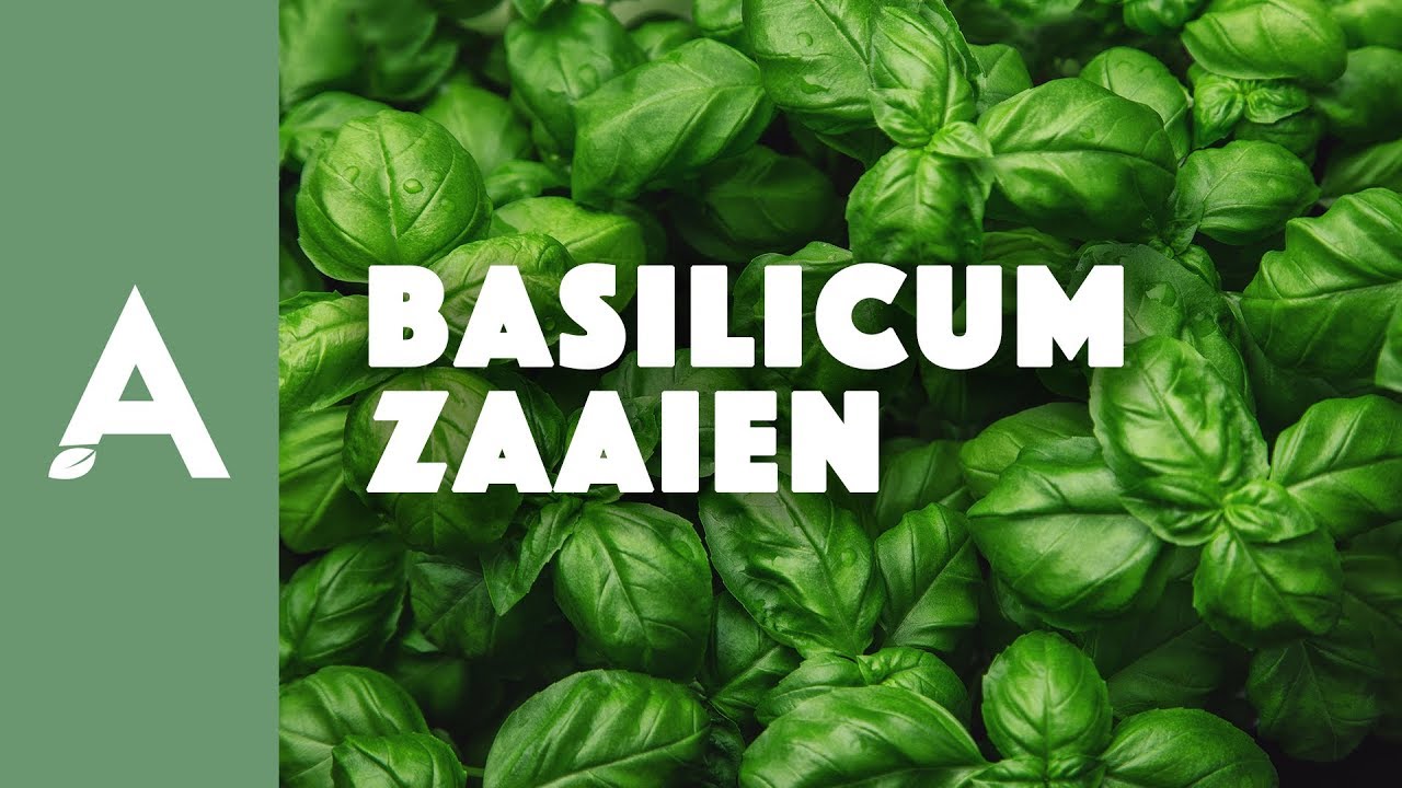 Basilicum zaaien: alles wat je wilt weten I Een groener thuis! #16 I Angelo Dorny