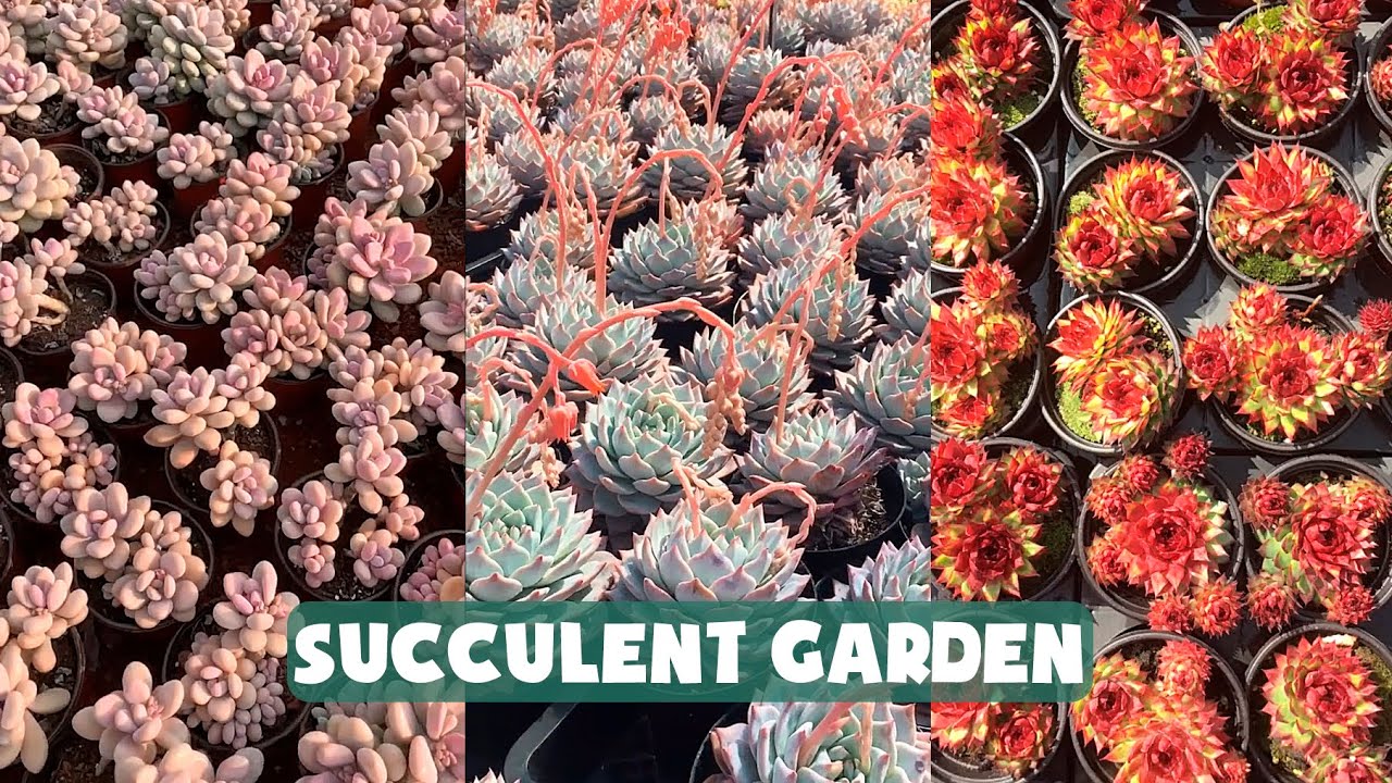 Biggest Succulent Garden I've  Ever Seen| Vườn sen đá siêu to khổng lồ| 多肉植物| 다육이들 | Suculentas