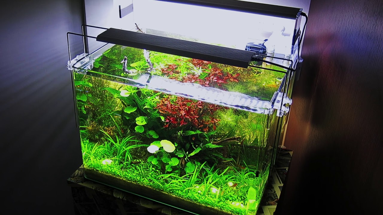 Dennerle Scaper's Tank 35lt with Paracheirodon simulans