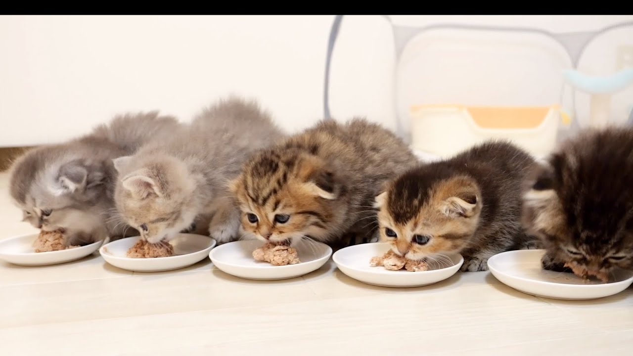 The toilet of the kitten after eating full is this traffic jam.