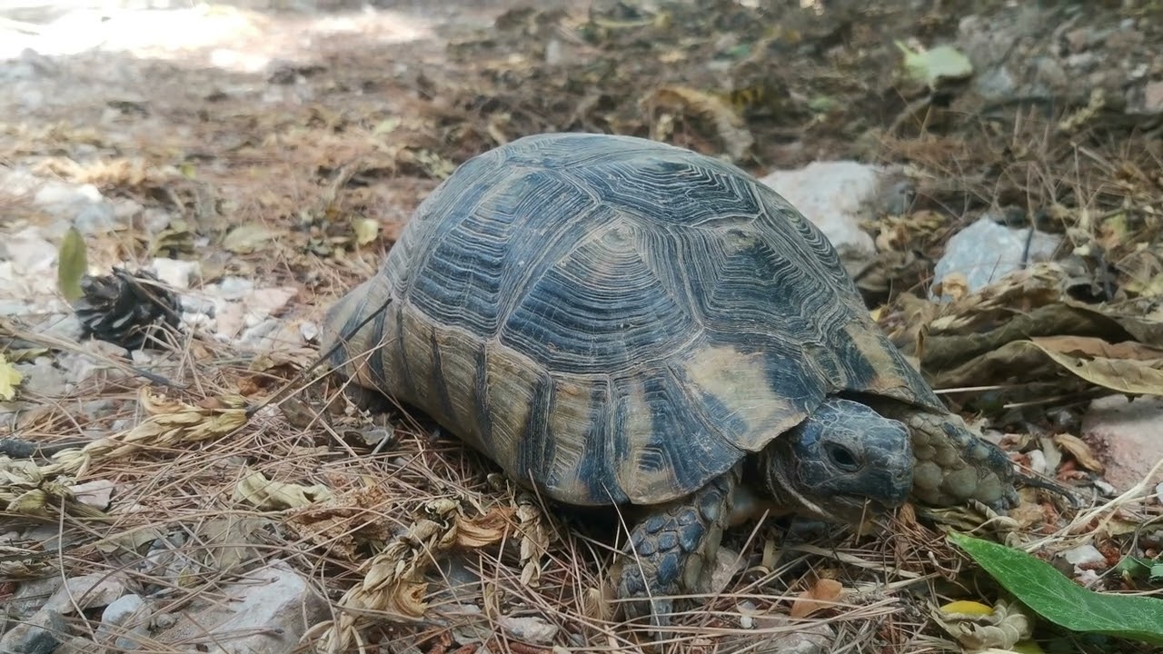 Slow Steps of a Turtle | Pura Vida Moments 🐢🌿