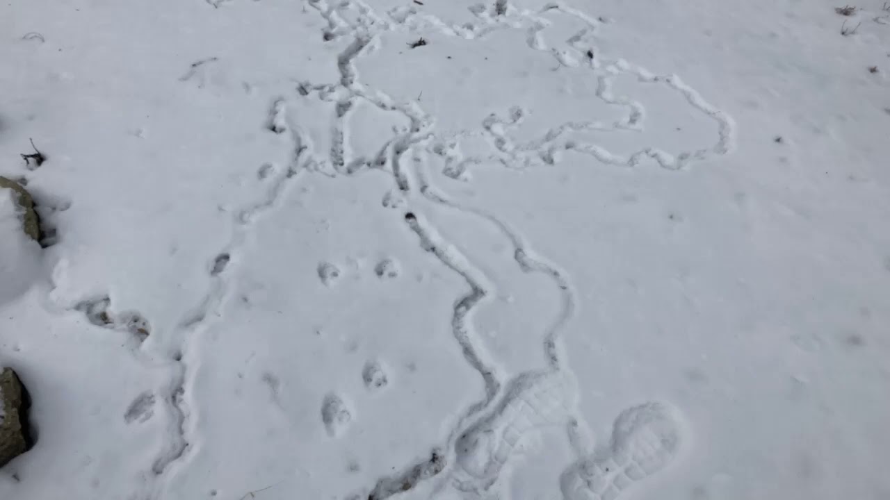 Little Idiots