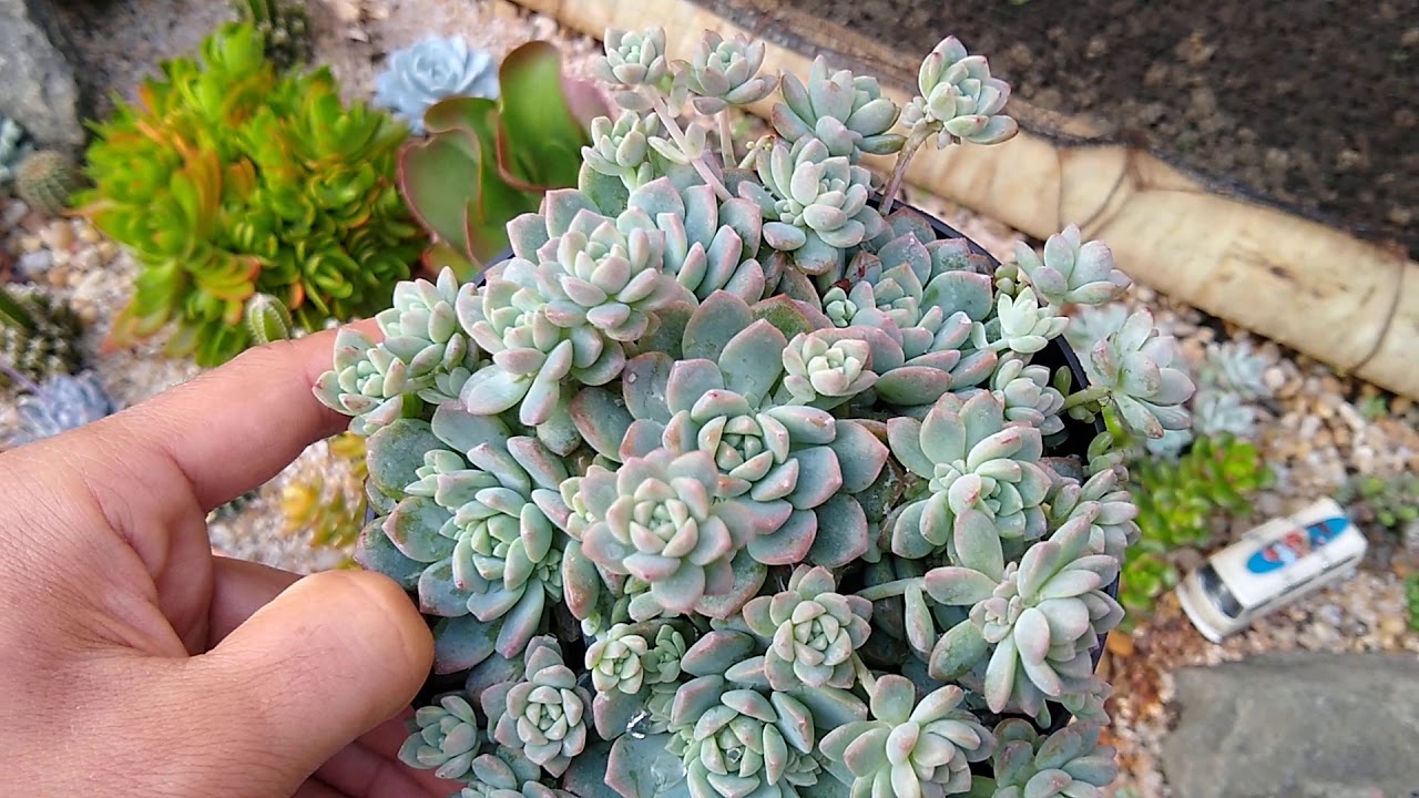 PARECE MAS NÃO É #4🌿 ECHEVERIA QUERENCIA  X ECHEVERIA PROLÍFICA X GRAPTOPETALUM MENDOZAE