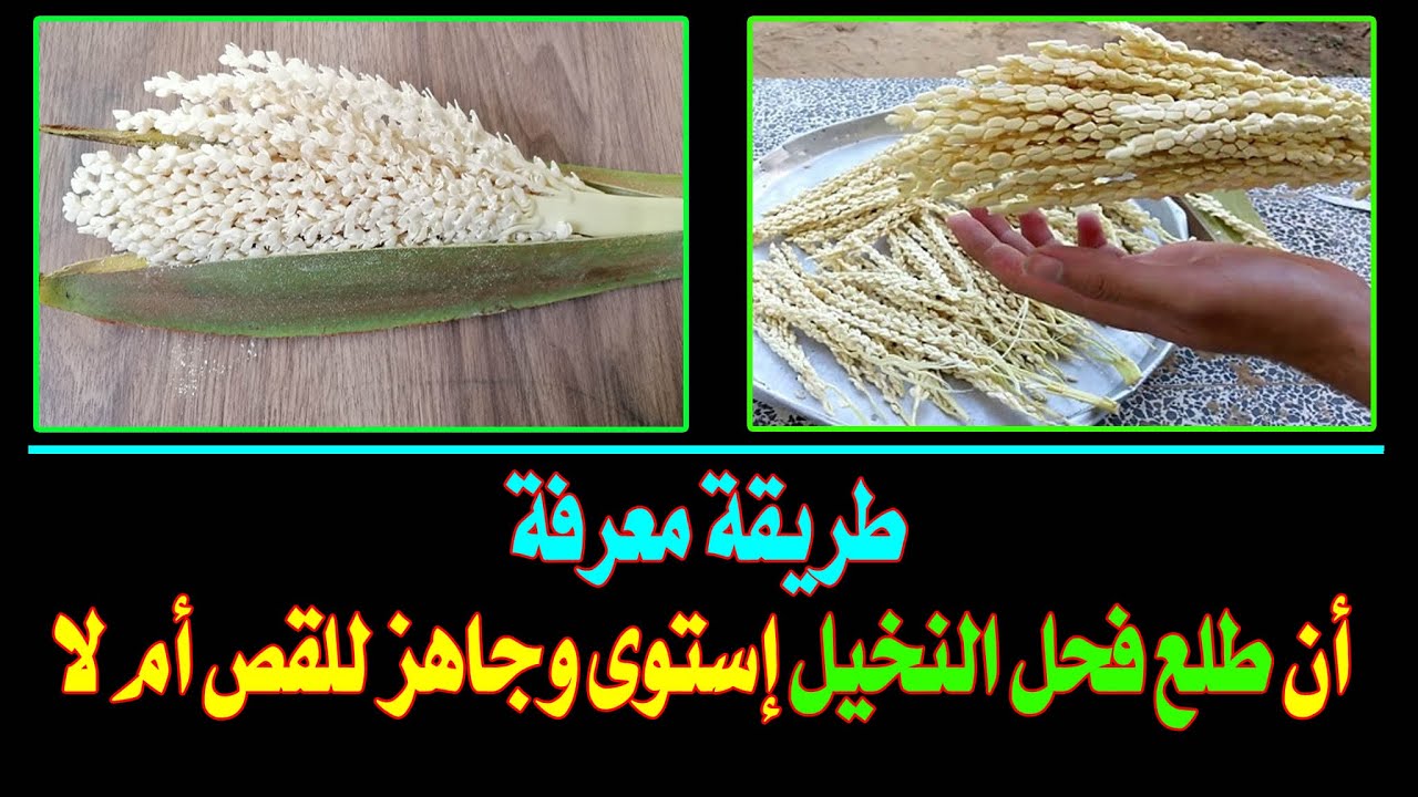 طريقة لمعرفة طلع فحل النخيل إستوى وجاهز للقص أم لا وطريقة تجهيزه لتلقيح النخل