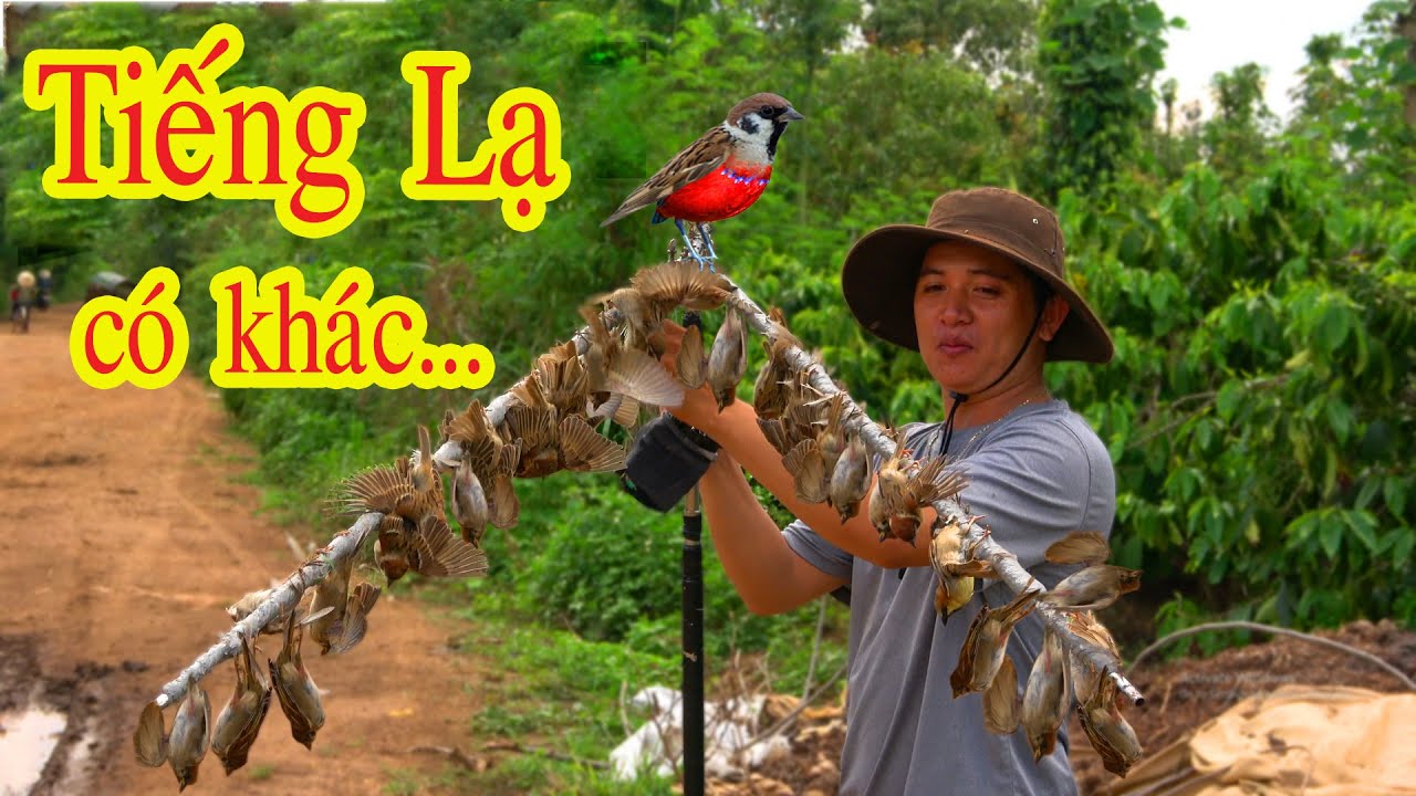 Bẫy Chim Sẻ Siêu Nhanh Phải Dùng Tuyệt Chiêu Này.Dính Cả 100 Con Trong Vài Phút, Mr. Trí Bẫy Chim Sẻ