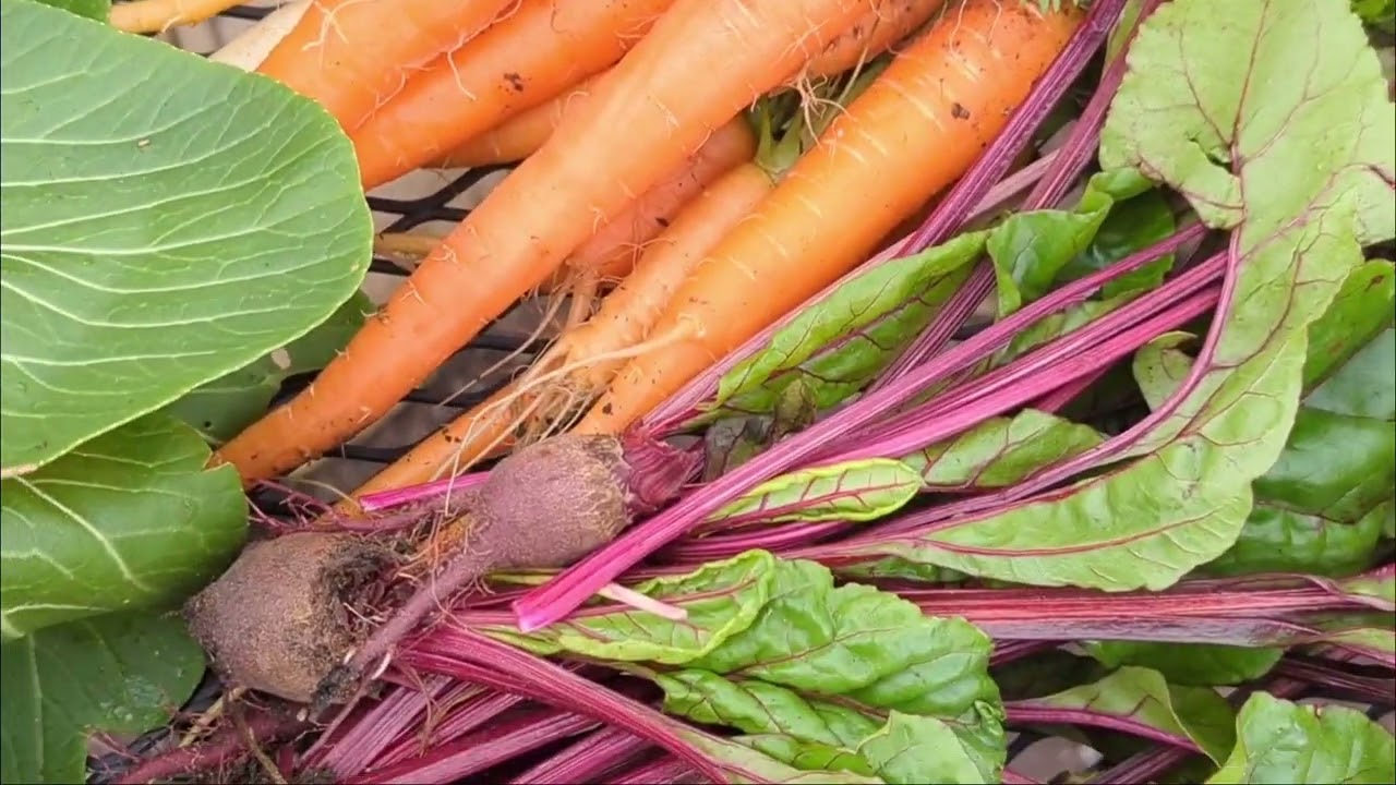 Fall Harvest & Arctic Blast