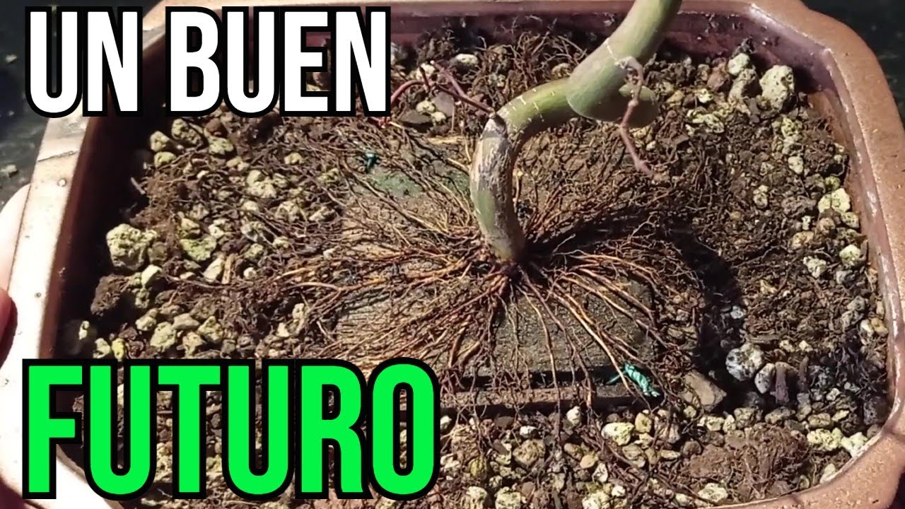 TRASPLANTE DE ARCE PALMATUM DESHOJO