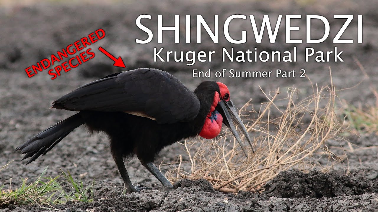 Plans change in Kruger! - Shingwedzi - End of Summer part 2