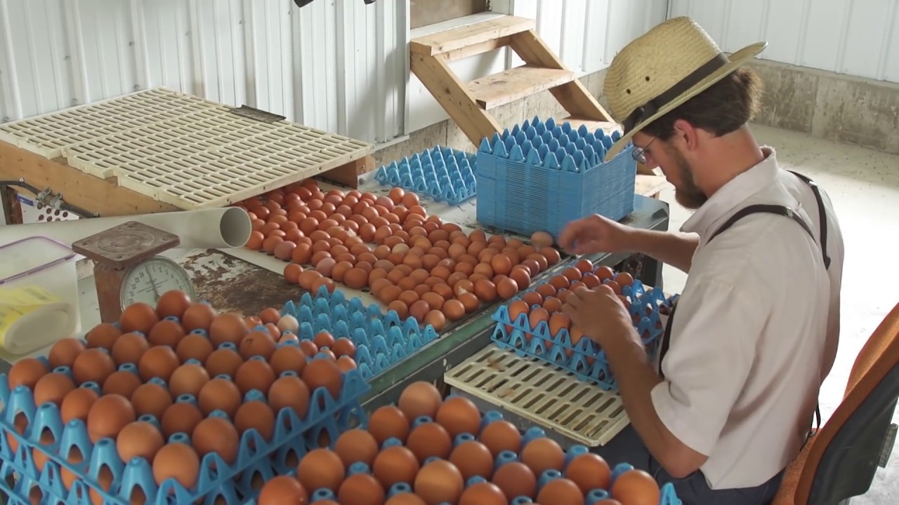 About Farmers Hen House