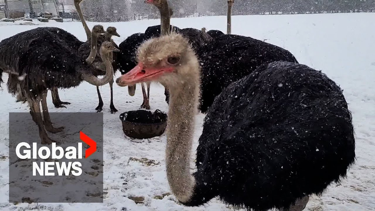 Ostrich farm fights mandatory cull of entire herd after few birds test positive for avian flu