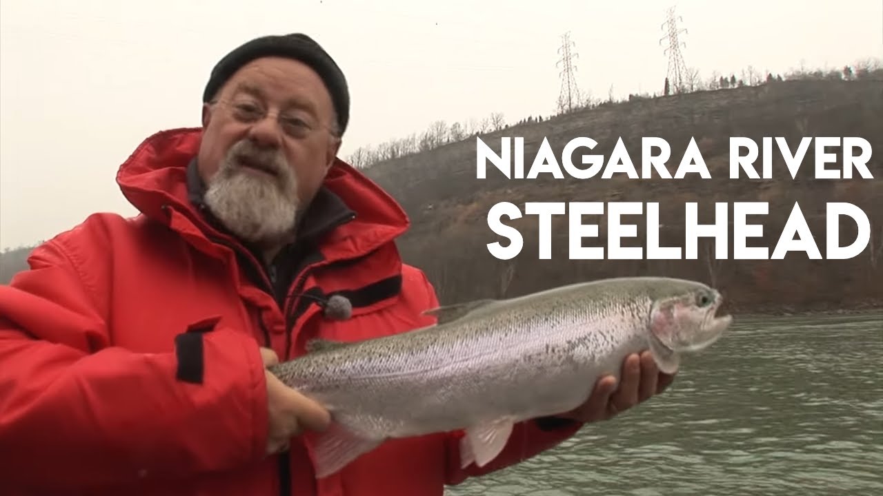 Niagara River Steelhead