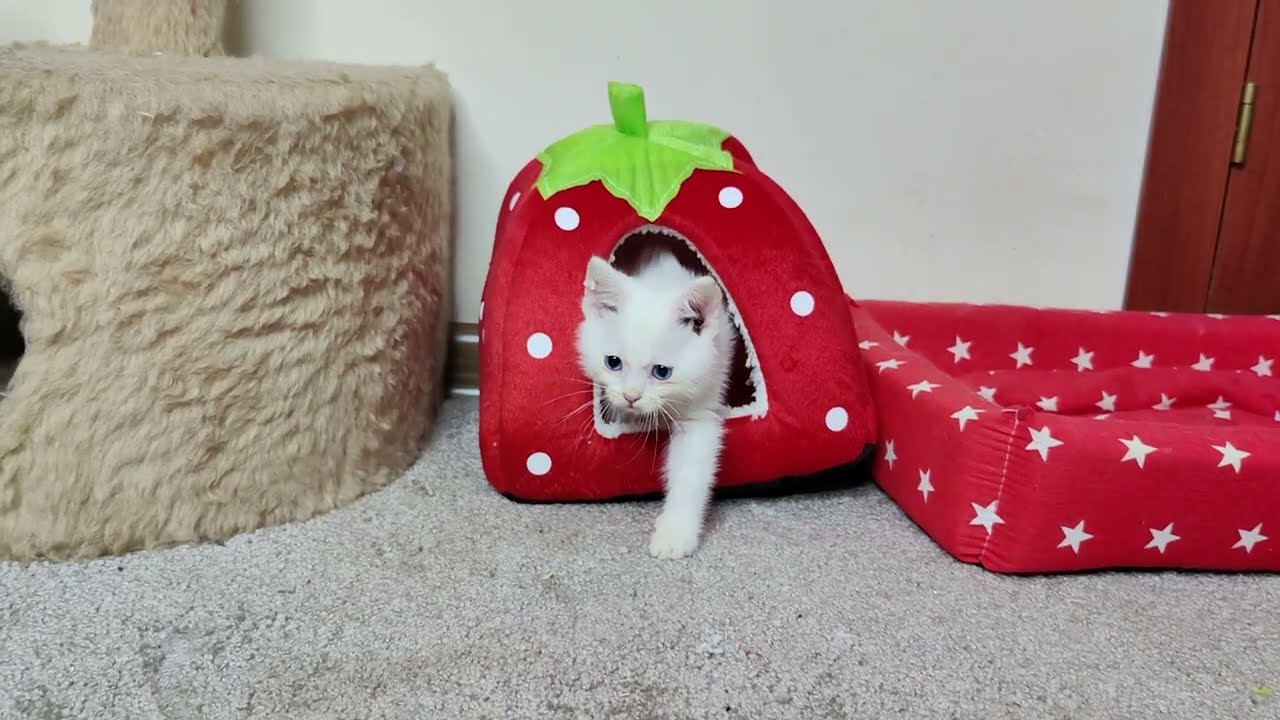 Винни, выходи из дома, давай поиграем. Кошки и котята.