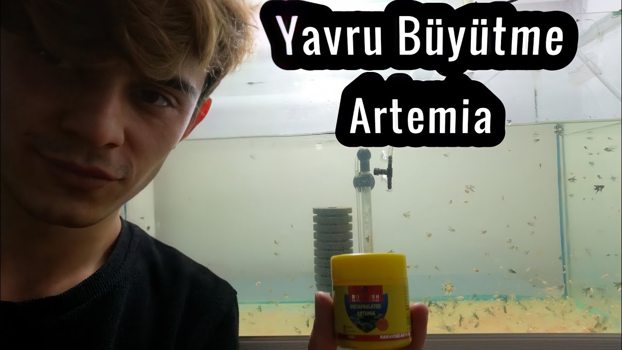 Yavru Balıklar Nasıl Beslenir