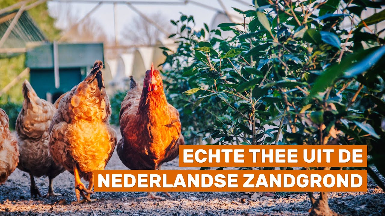 De eerste échte theeplantage van Nederland