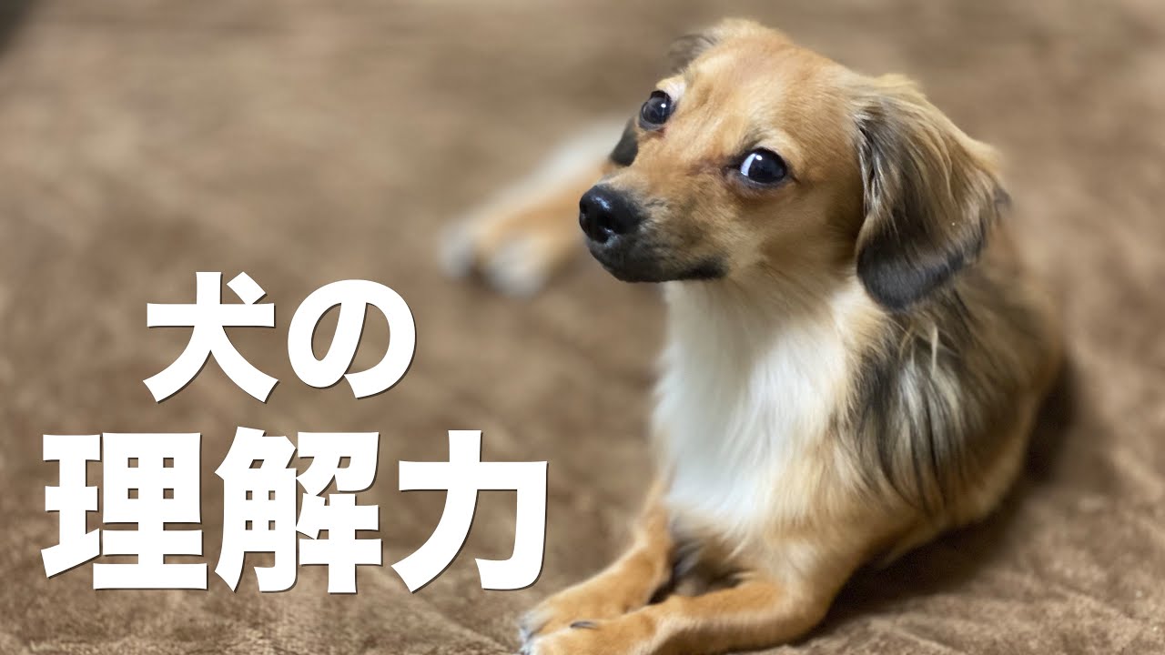 犬の理解力について【チワックス チワワ ミニチュアダックス】