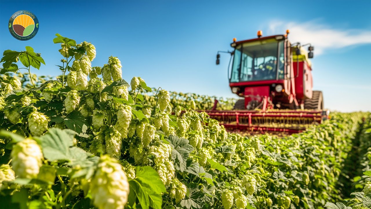 How Farmers Harvest 104 Million Pounds of Hops by Machine to Produce Beer | Farming Documentary