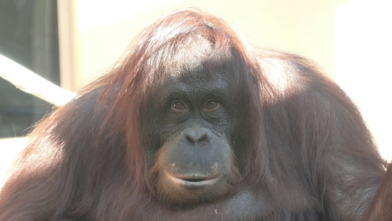 ミンピーの子作り大作戦 協力者ジュン　日本平動物園　ボルネオオランウータン　😀これでチャッピー一家全員集結出来ました。🥰
