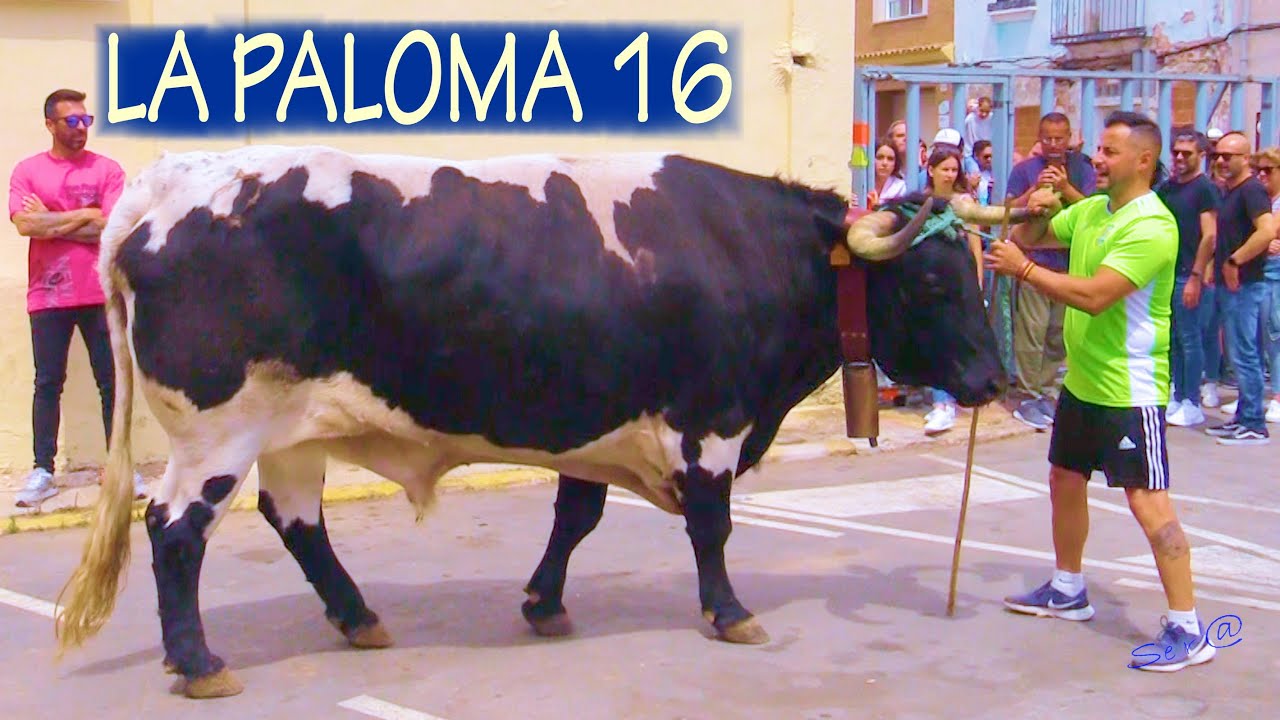 🟢2023 CULLERA 16 INTEGRA ENTRA Ganadería La Paloma