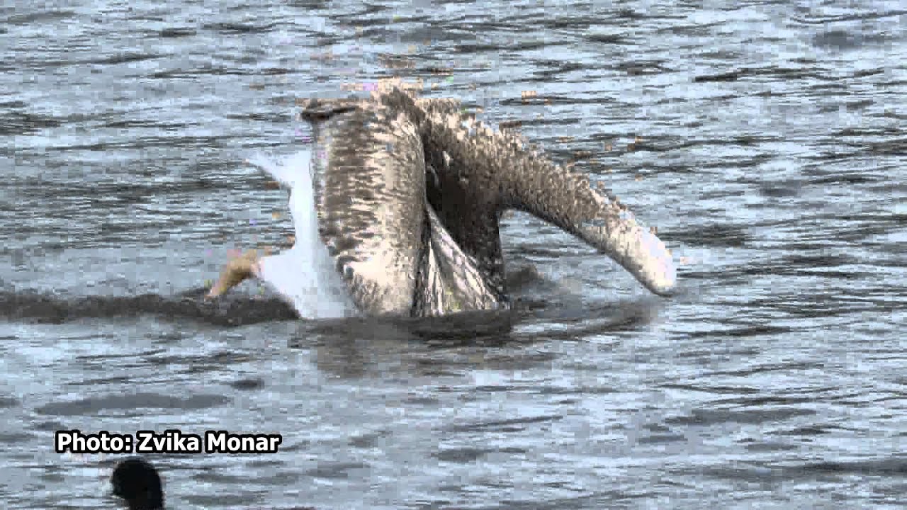 שקנאי Pelican