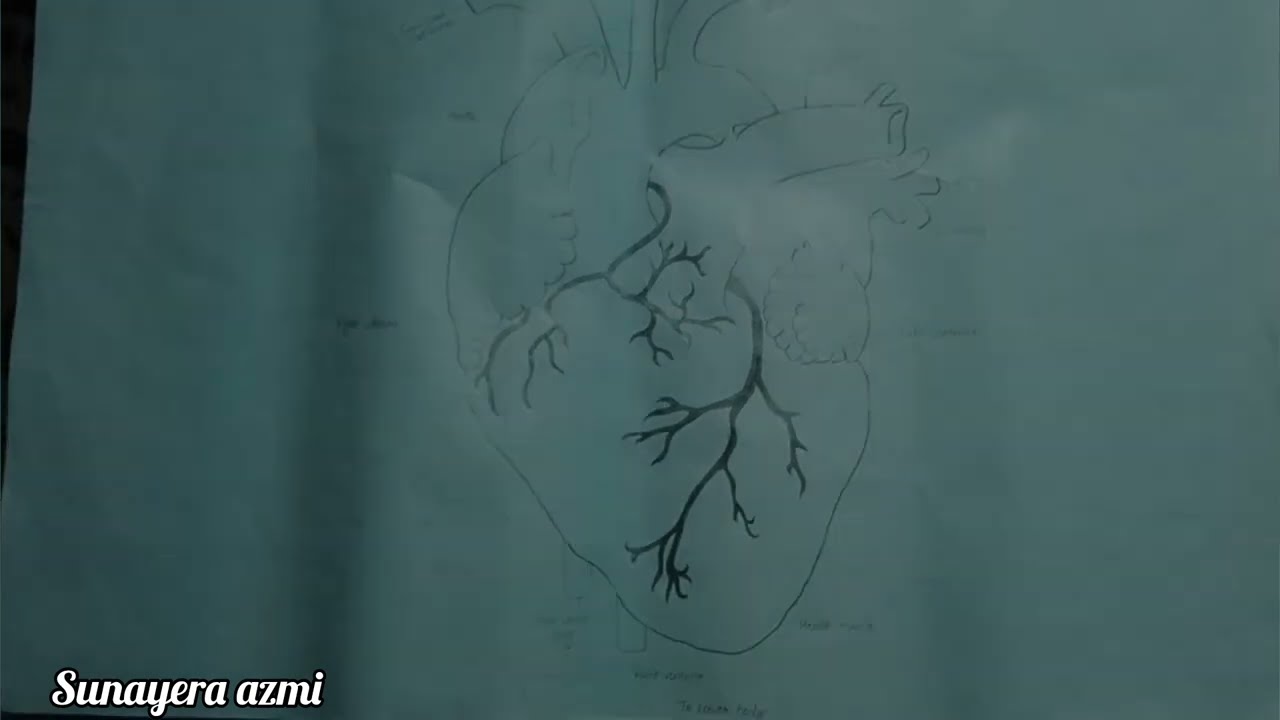 Up Board Class 12th Biology Practical Chart Paper कक्षा 12 वाले बायोलॉजी का चार्ट ऐसे बनाएं 