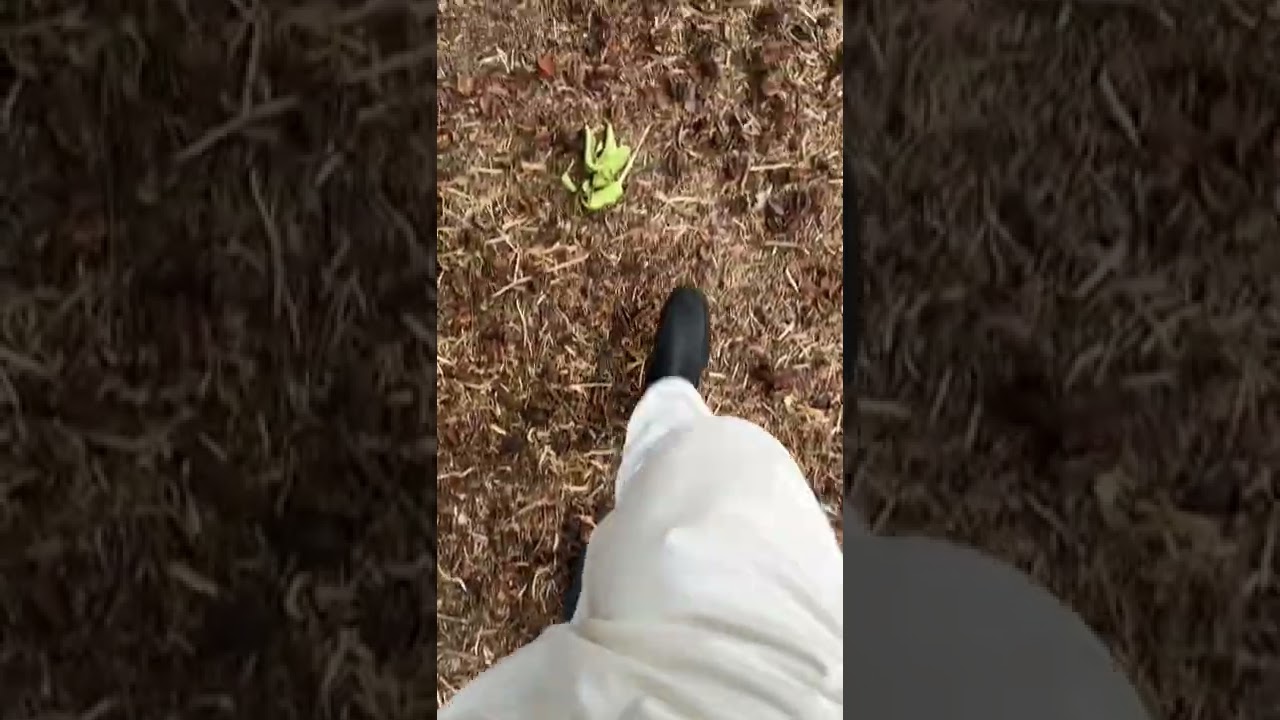 Asmr walking on dry leaves #leafcrunch #asmr #satisfying  #asmrcommunity#satisfyingvideos #relax
