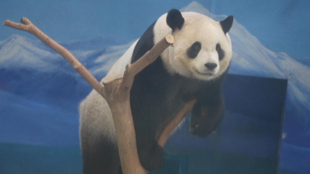 隔壁圓仔姊姊先放食 圓寶登頂看隔壁吃什麼還嗆哥哥 20260104