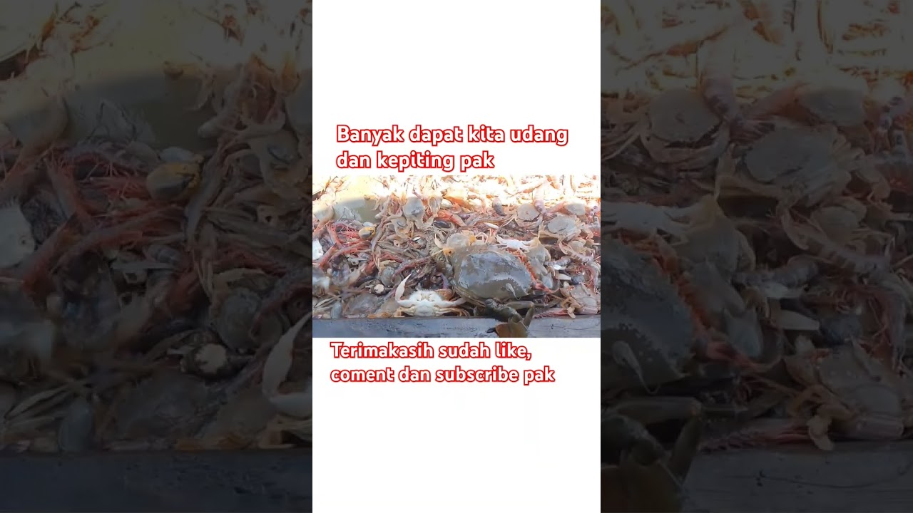 banyak dapat kita kepiting dan udang pak #fypyoutube #udangharimau #kepiting #sondong