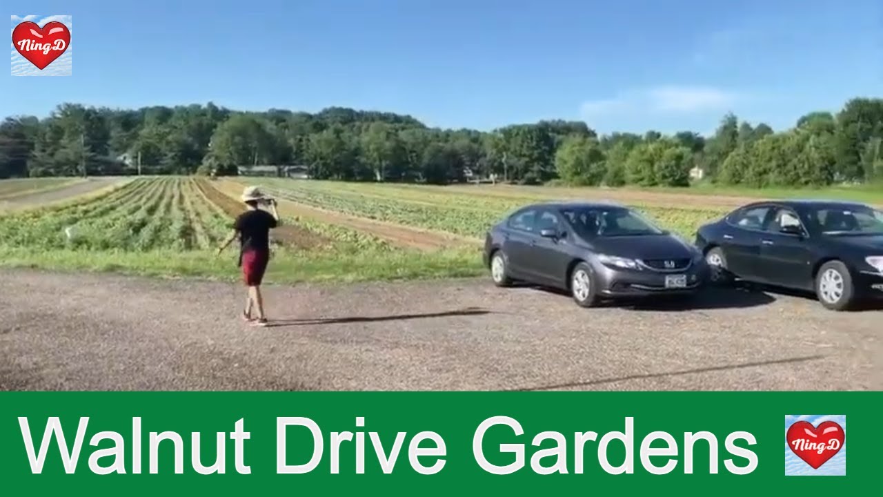 Strawberry Picking at Walnut Drive Gardens Farm Market in Mogadore, Ohio - @NingD