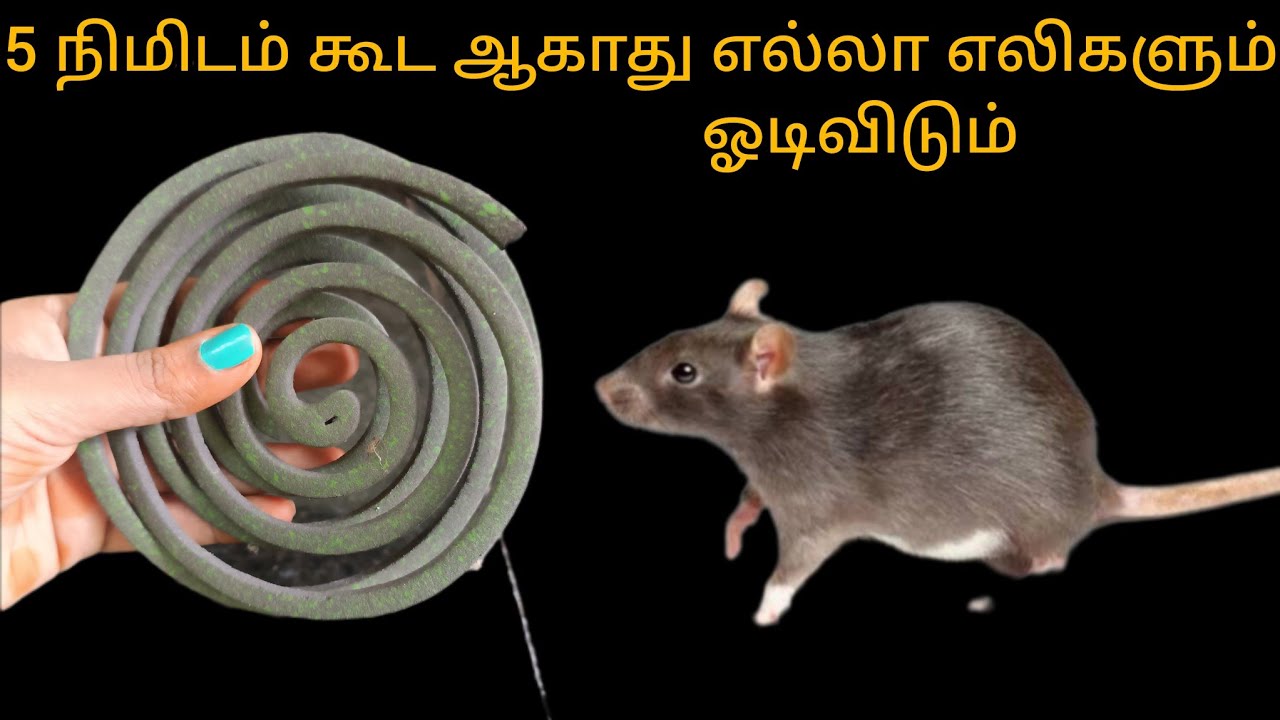 நிமிடம் கூட ஆகாது எல்லா எலிகளும் ஓடிவிடும்/kitchen tips in tamil @keerthisaratips5728