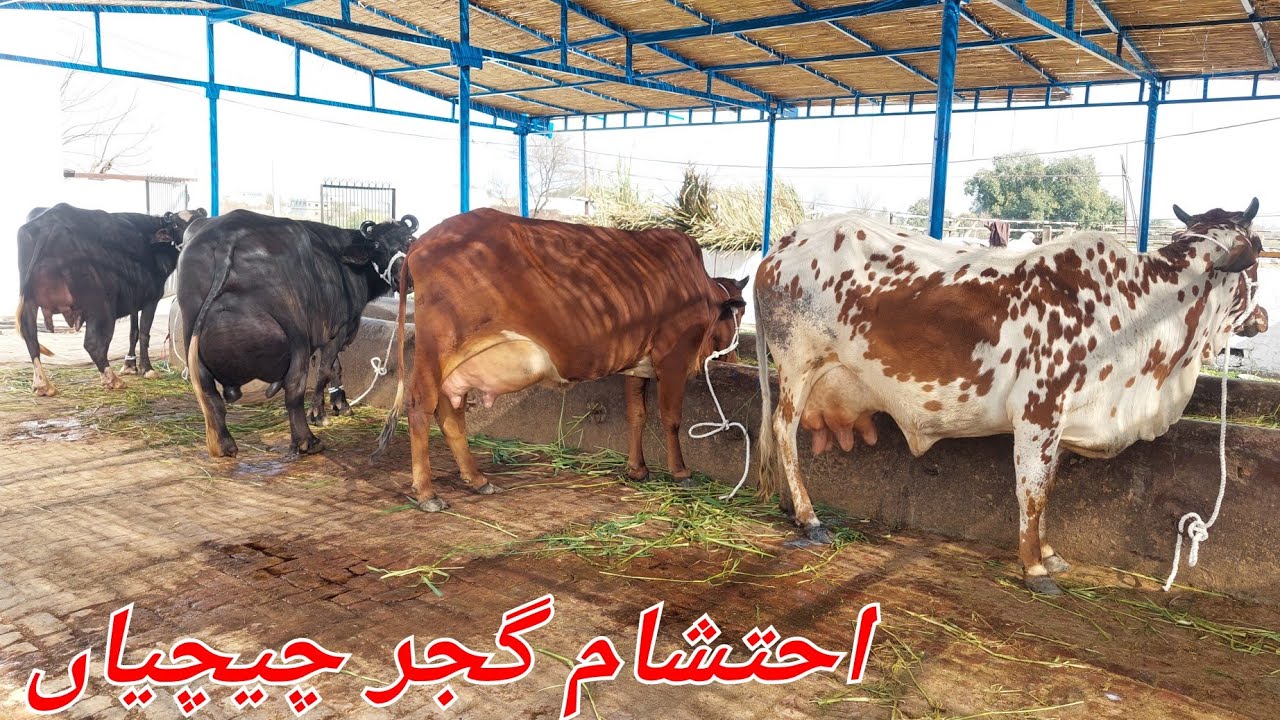 احتشام گجر چیچیاں 2 بھینسیں 3 گائیں برائے فروخت 30 جنوری 2026 karnana channel