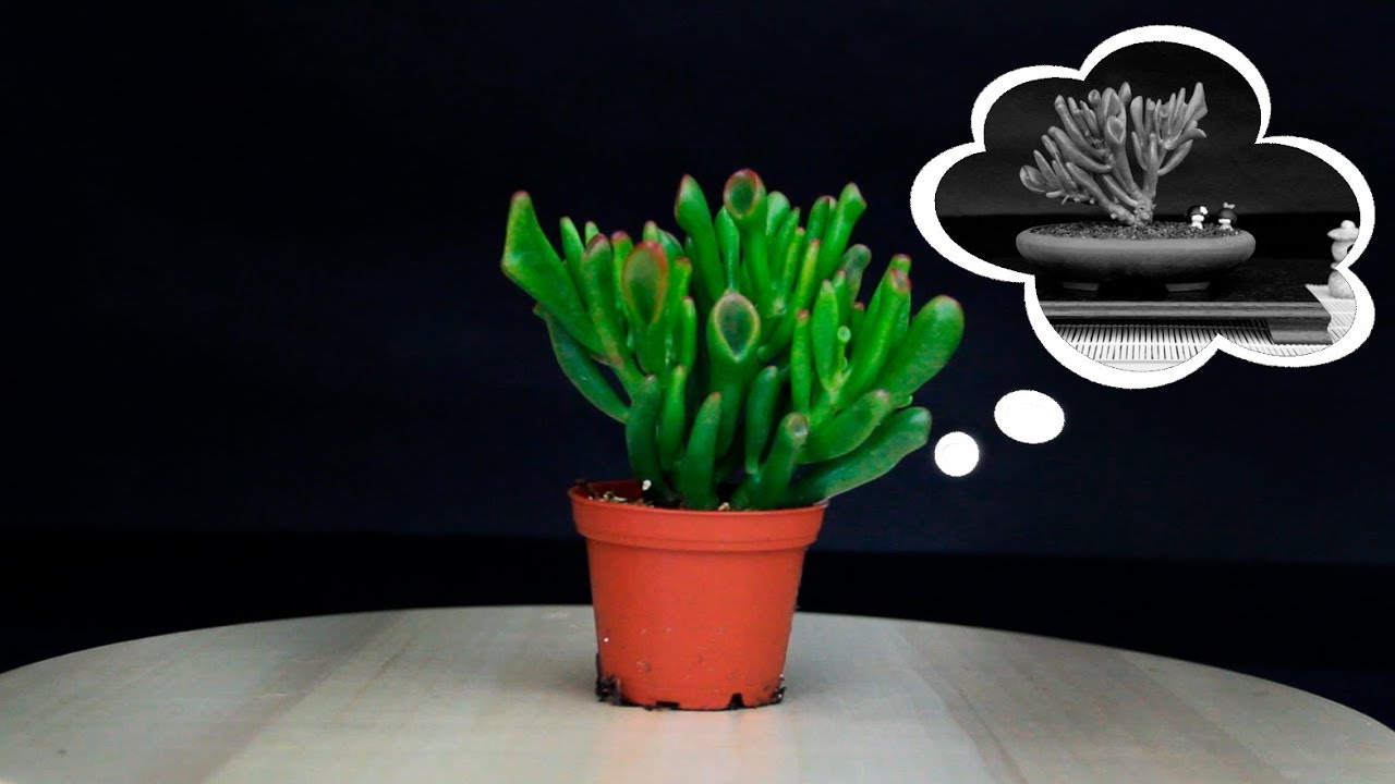 La Crassula Ovata Gollum que soñaba con ser BONSAI