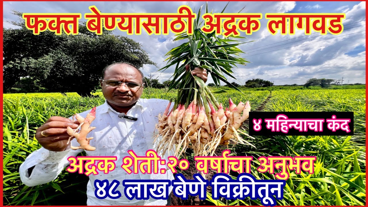 बेण्यासाठीच्या अद्रक लागवडीचे तंत्र