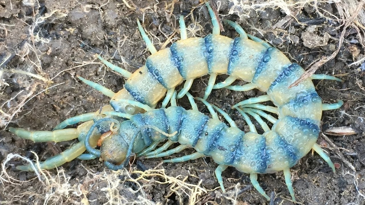 Looking for Blue Tiger Centipedes ( Part I )