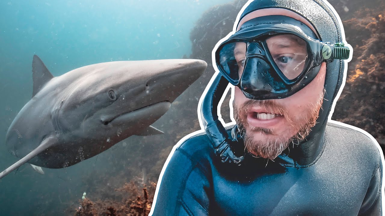 Too Many SHARKS!! Boarfish Catch & Cook - SPEARFISHING NZ