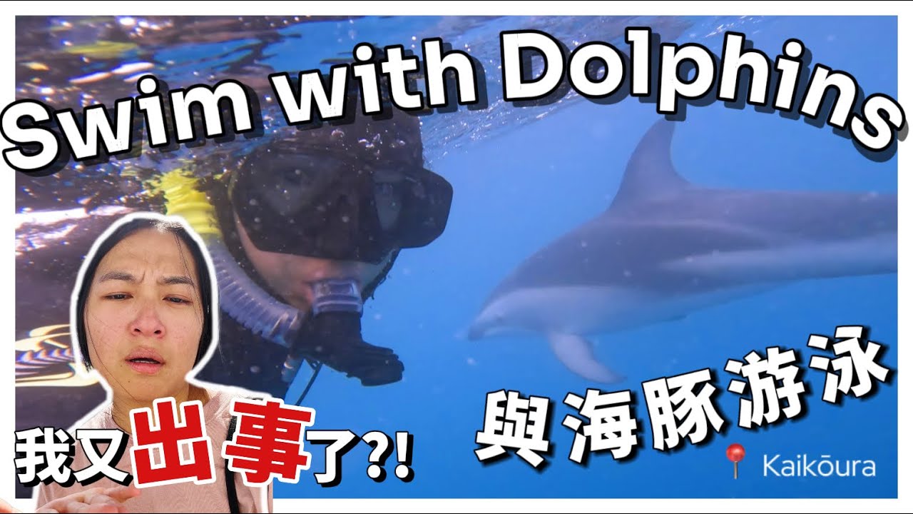 在大海里与海豚游泳！｜我又出事情了！！！Swim with Dolphins in Kaikōura New Zealand