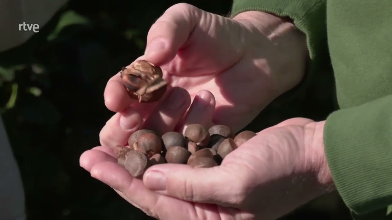Acemelia en Aquí la Tierra