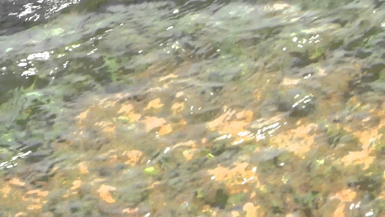 Le jacuzzi pour carpes au lac de cormoranche (f 01290)