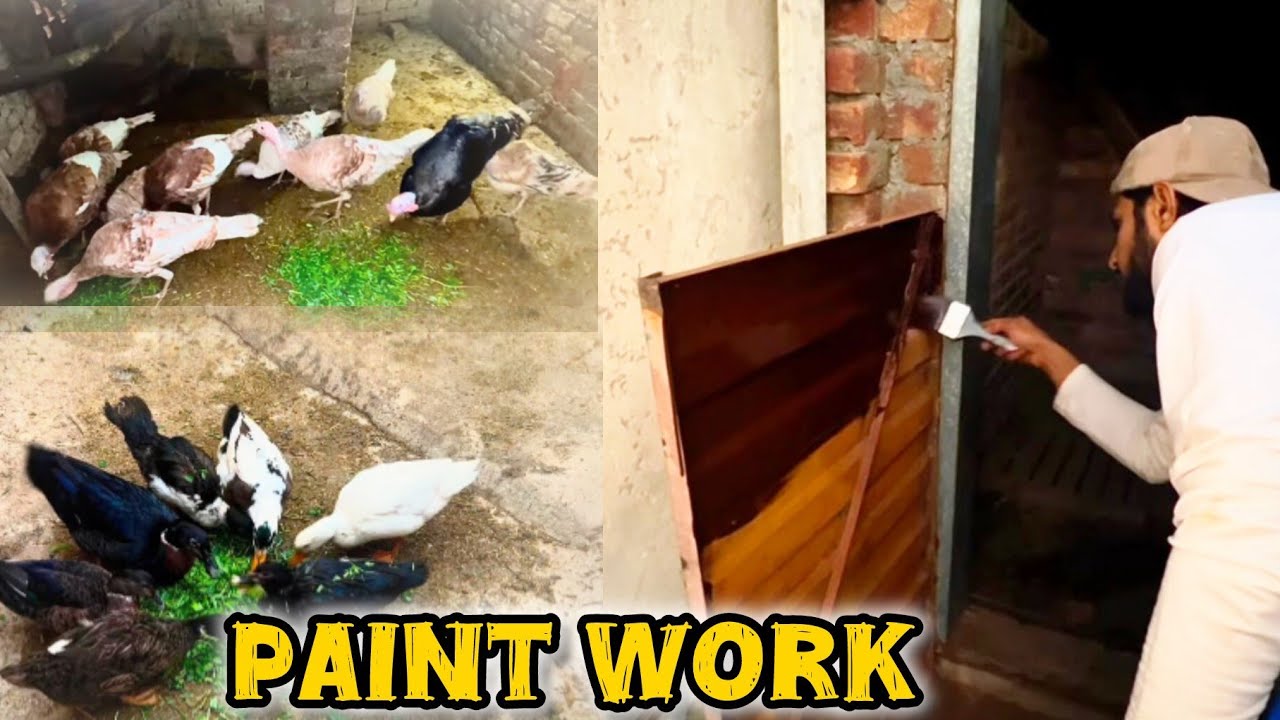 Rooftop Mini Zoo Renovation || Doors Ko Paint Kr Dya 