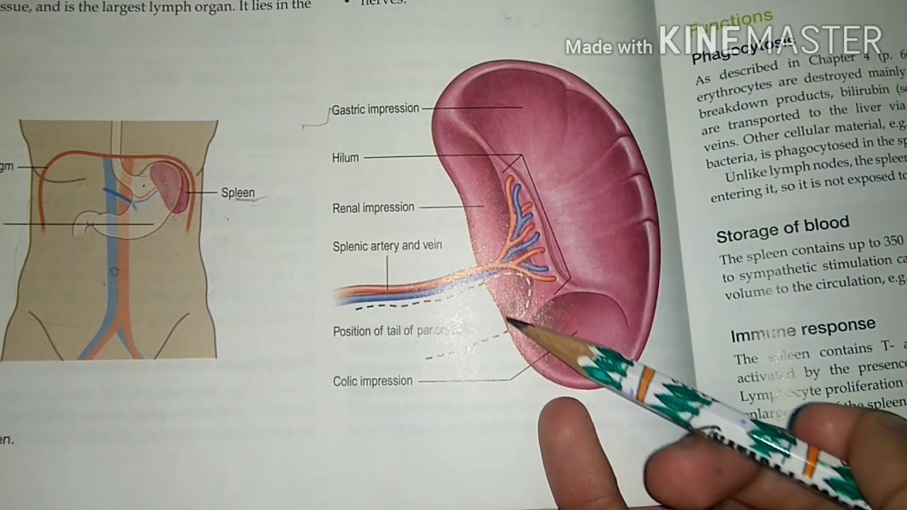 #spleen anatomy (18 April 2020)#nursingstudy #nursingnotes