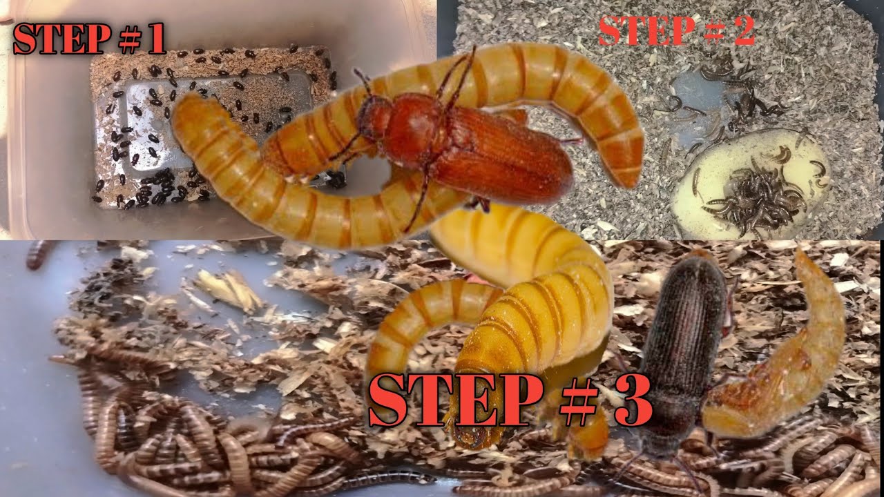 home made live food for chickens | how to raise insects at home for chicken | raise insects at home